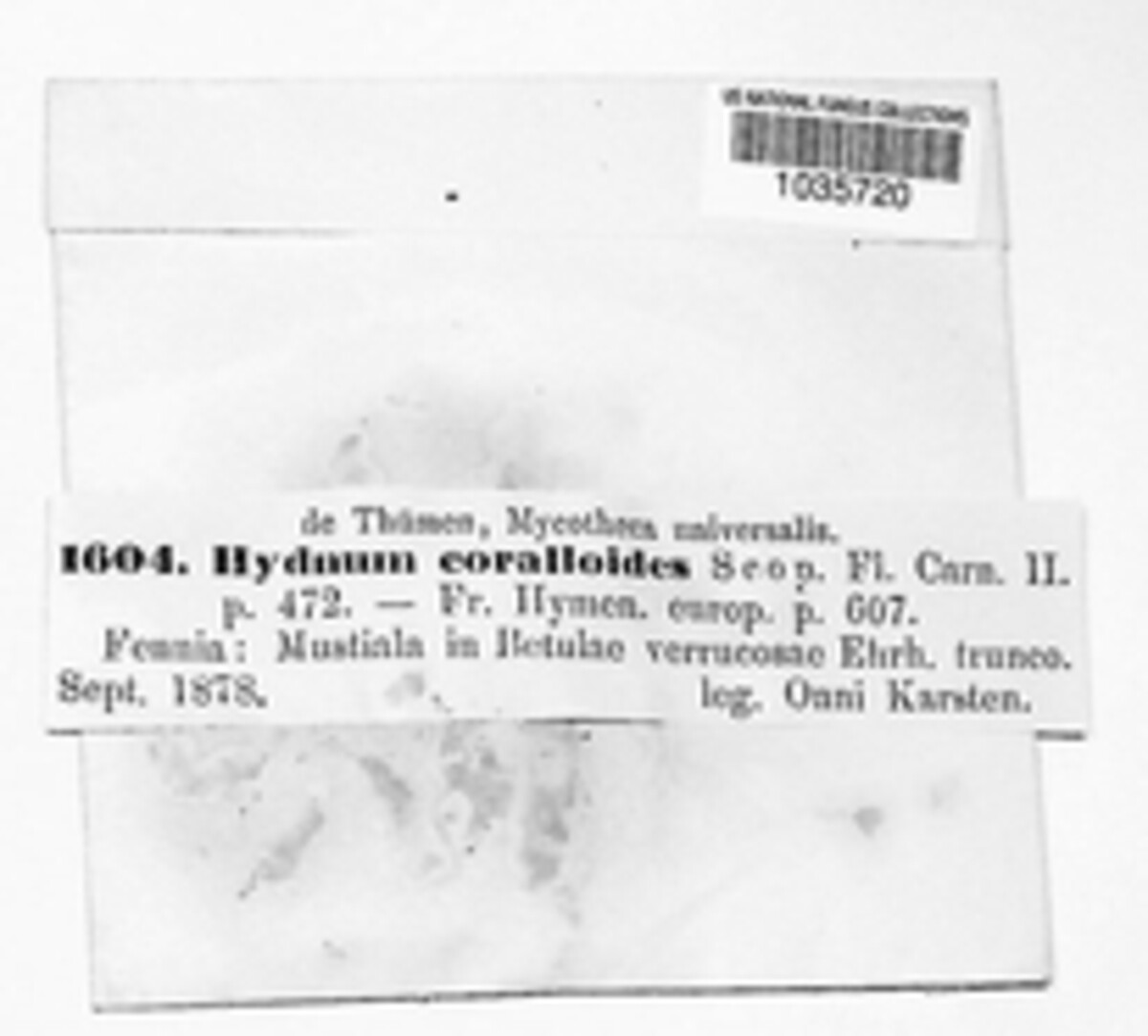 Hericium coralloides image